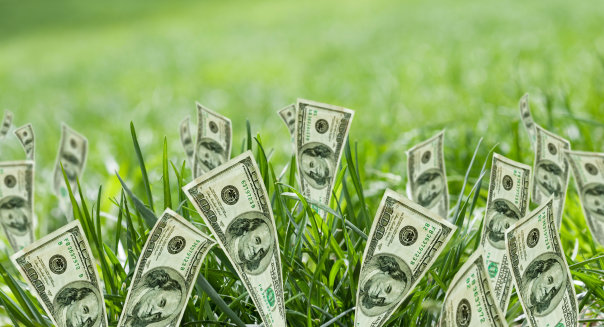 BX04P6 100 dollar bills growing in grass Annuity 100; dollar; bills; growing; grass; achievement; cash; close; up; color; image;